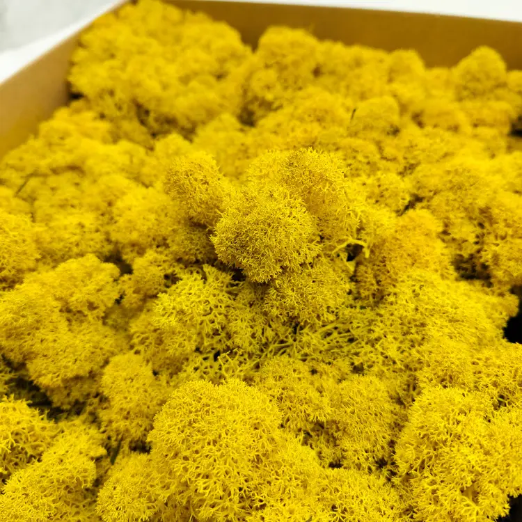 Żółty zblizenie 1.png