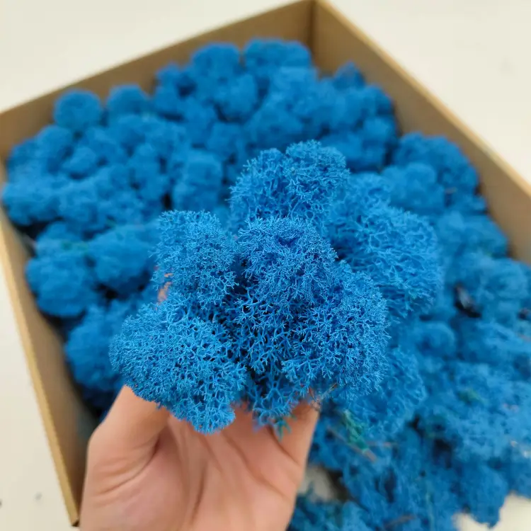 Niebieski zblizenie.png