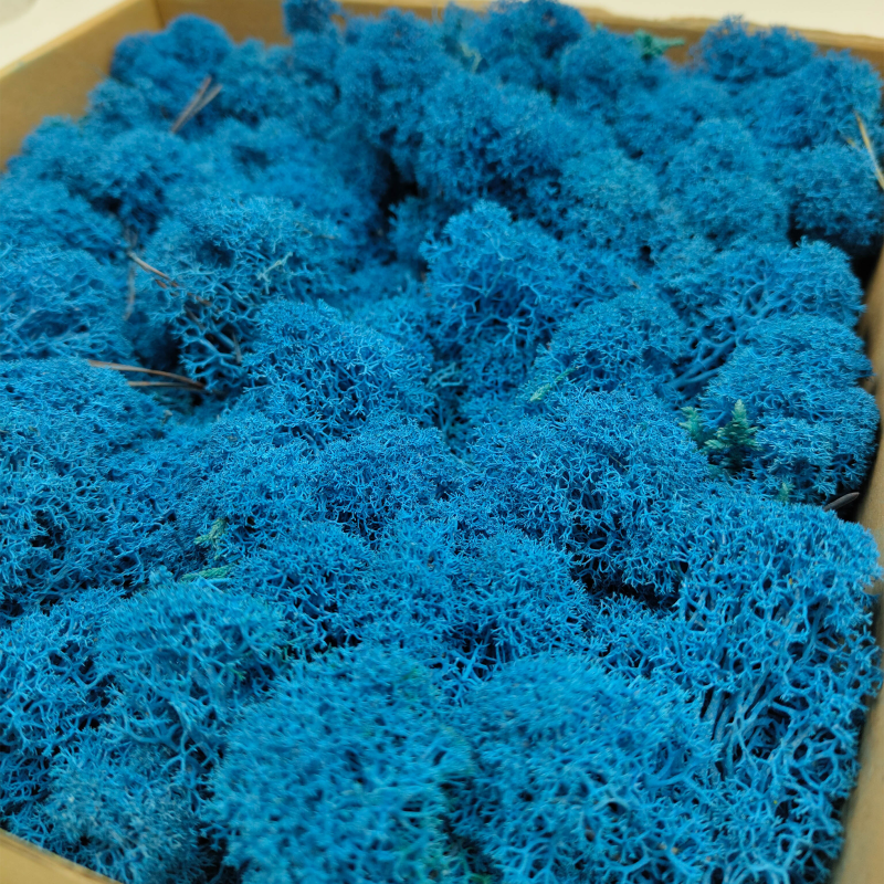 Niebieski zblizenie 1.png