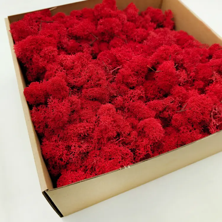 Czerwony zblizenie1.png