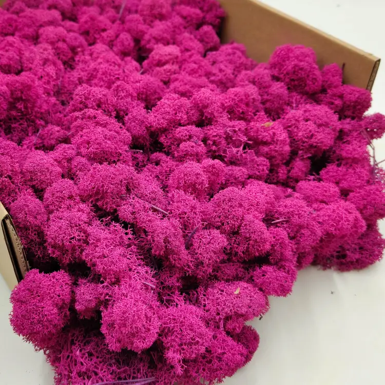 Fuksja zblizenie 1.png