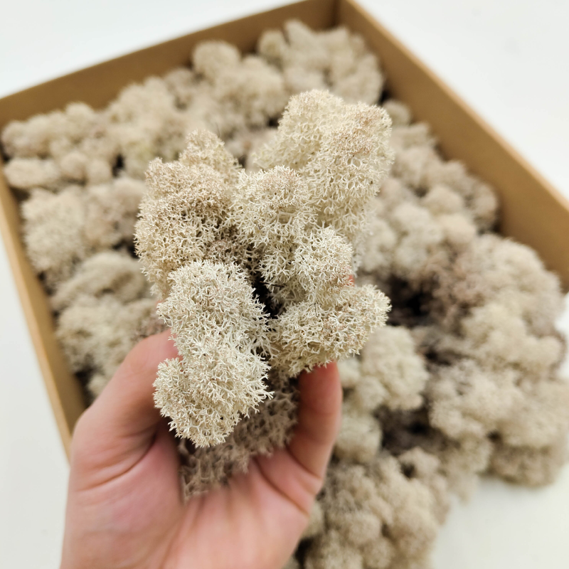 Naturalny zblizenie.png