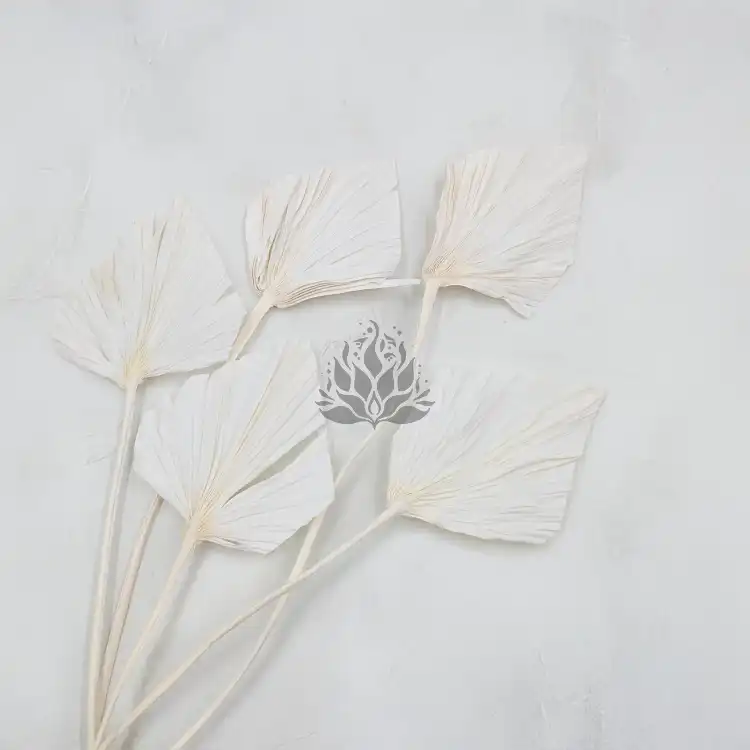 Palm spear Bielony.png