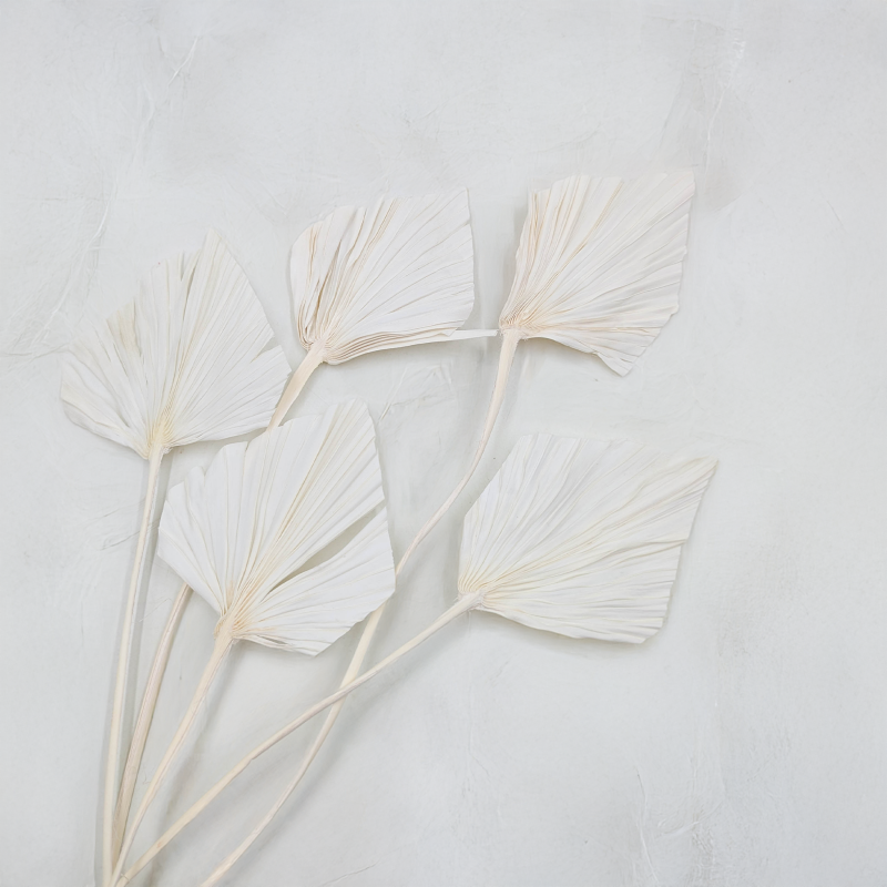 Palm spear Bielony.png