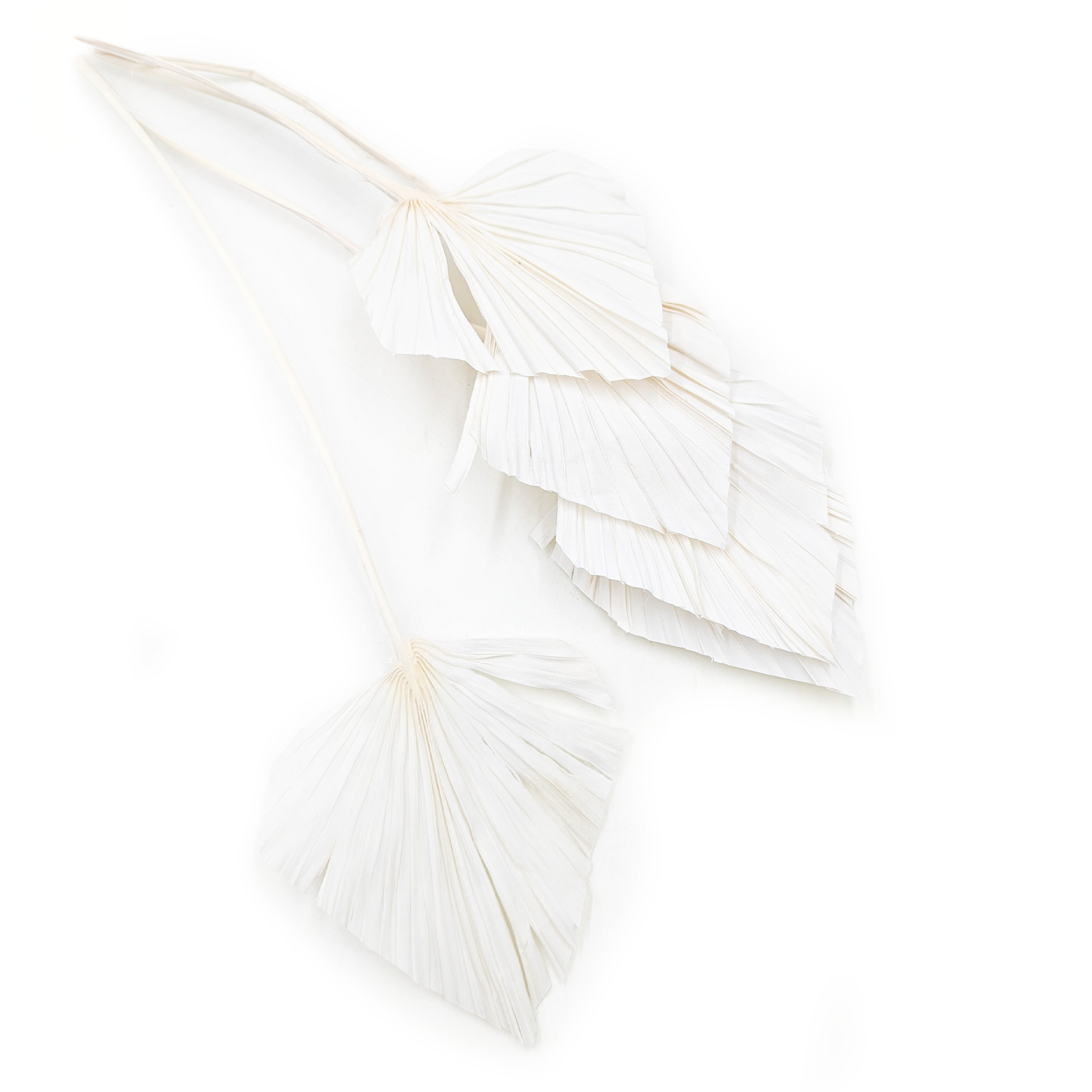 Palm Spear - Bleached