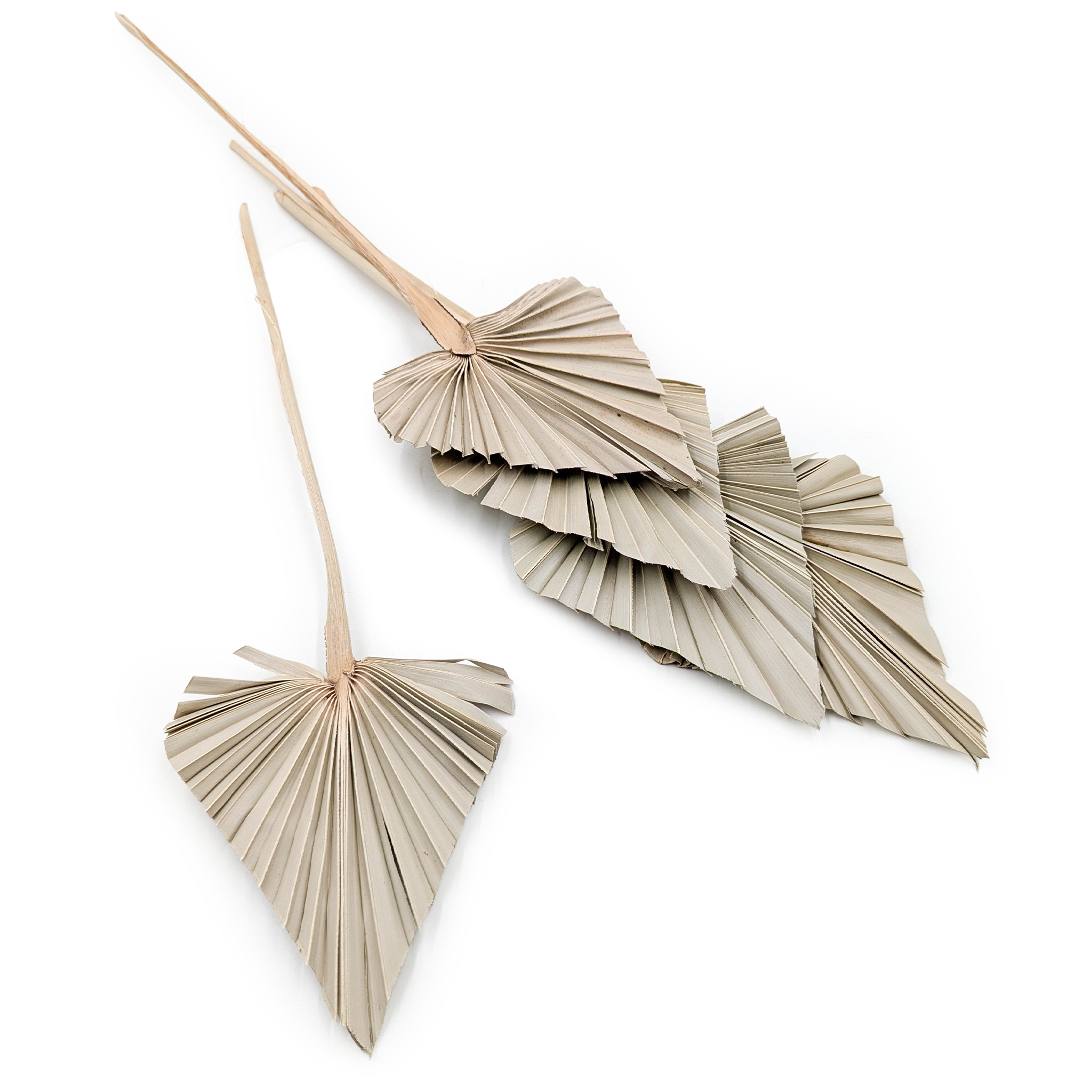 Palm Spear - Natural