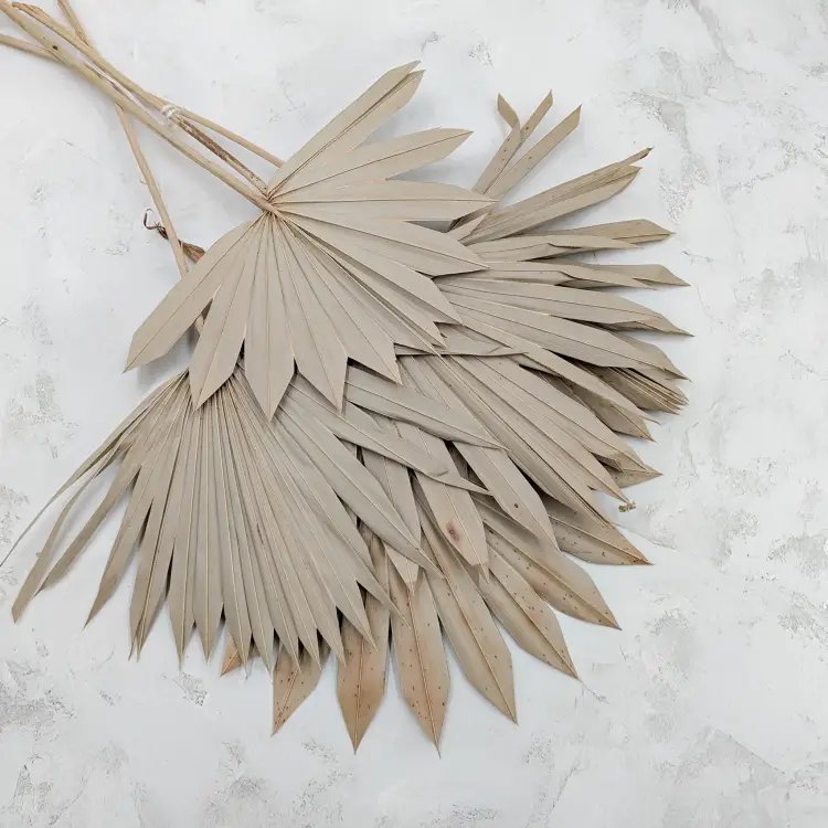 Palm sun naturalny.png