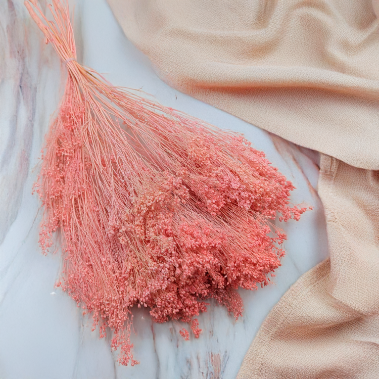 Broom Bloom Łosoś 1.png