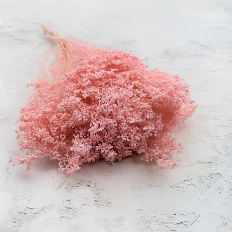 Broom Bloom perłowy róż.png