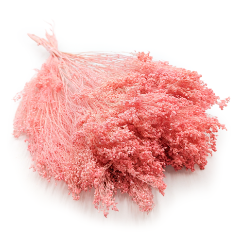 Broom Bloom Łososiowy.png