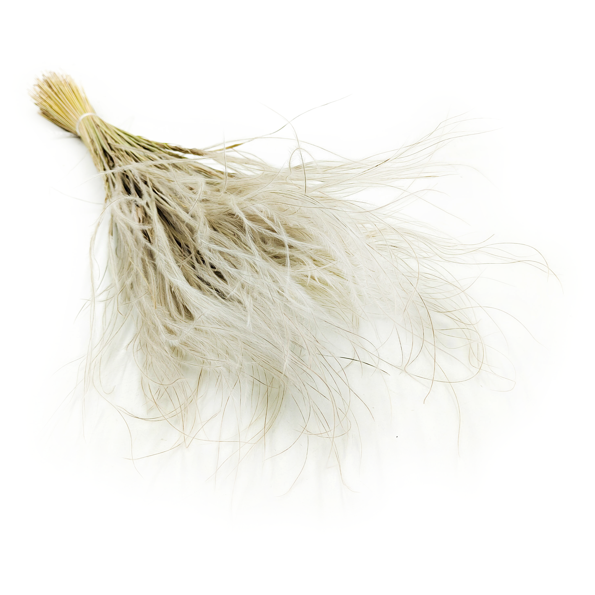 Feather Grass Dried – (Stipa pennata) – Natural