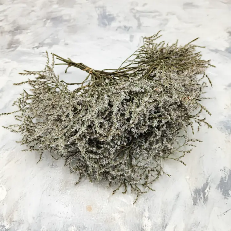 Zatrwian Tatarski Statice biała 1.png