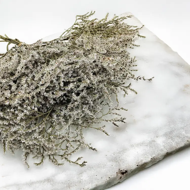 Zatrwian Tatarski Statice biała 2.png