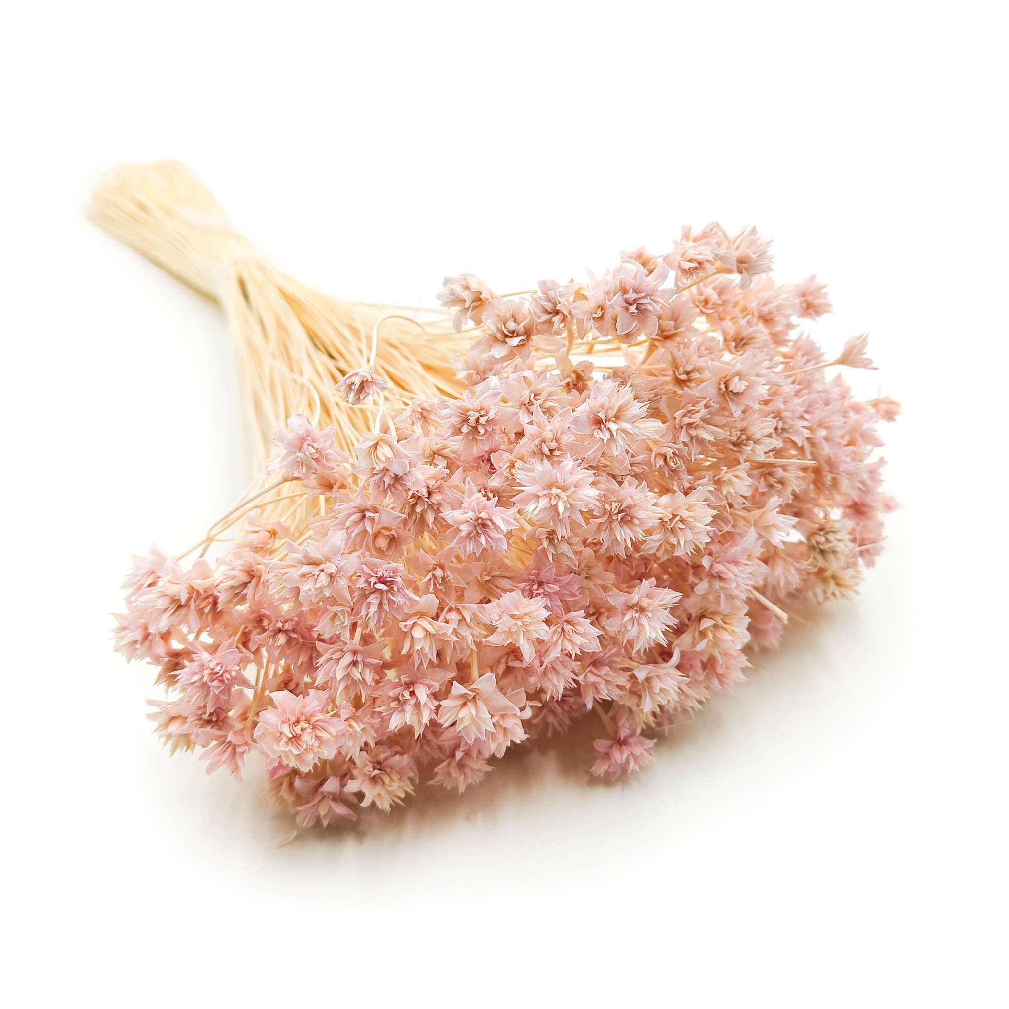 Hill Flower Dried - Lilac