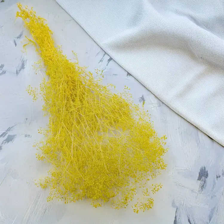 Gipsówka stabilizowana mini Żółta 1.png