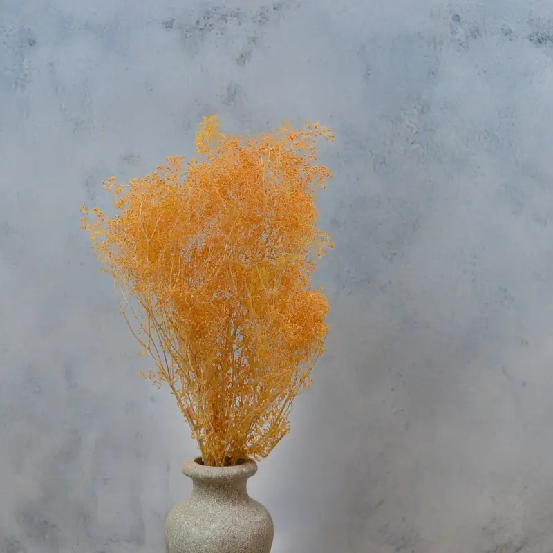 Gipsówka stabilizowana mini Brzoskwinia 4.png