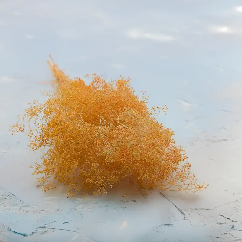 Gipsówka stabilizowana mini Brzoskwinia.png