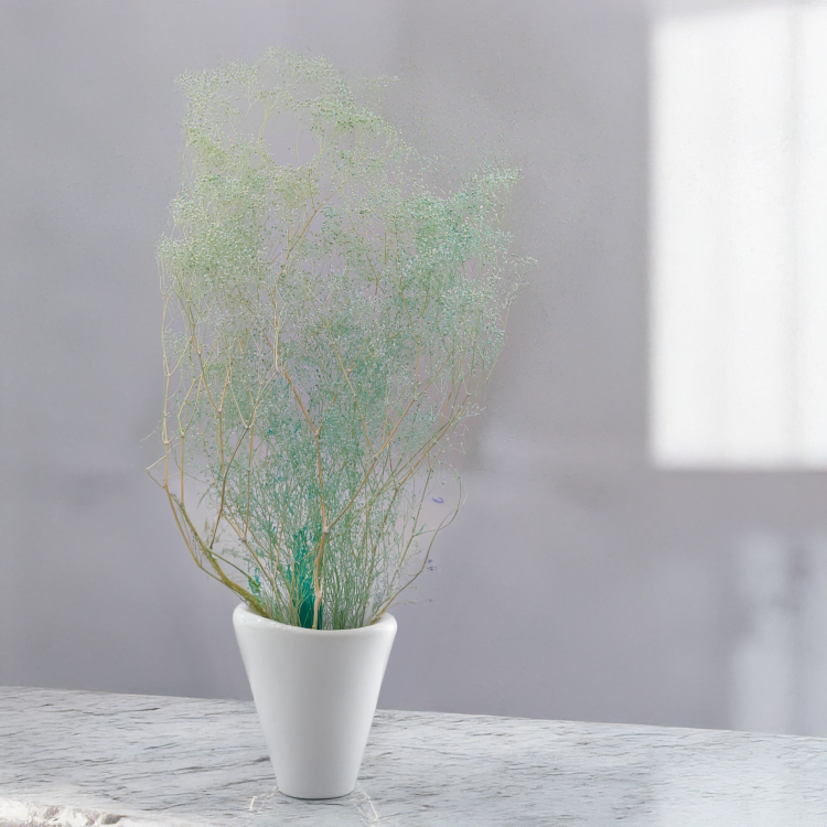 Gipsówka stabilizowana mini Miętowa 4.png