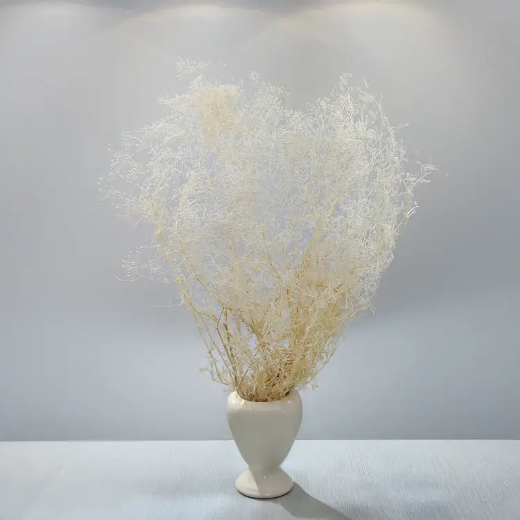 Gipsówka stabilizowana mini Bielona 3.png