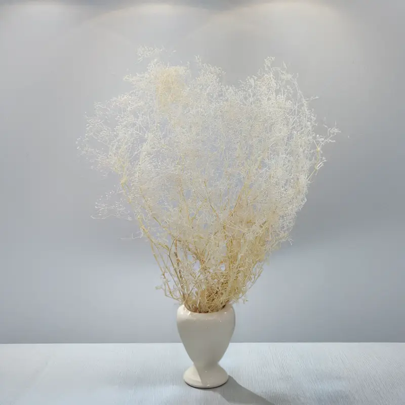 Gipsówka stabilizowana mini Bielona 3.png