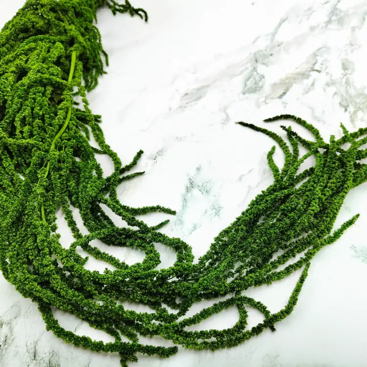 Szarłat zielony IT 1.png