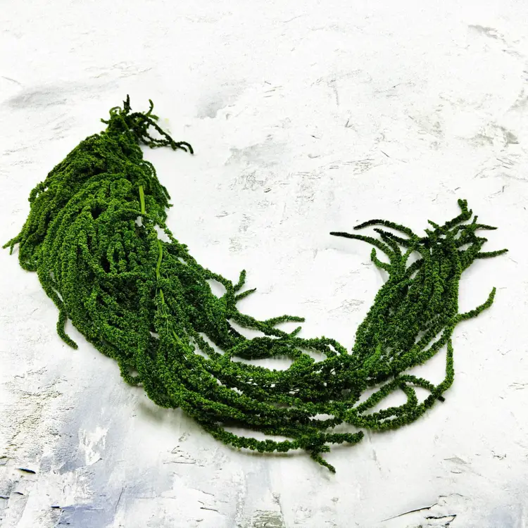 Szarłat zielony IT.png