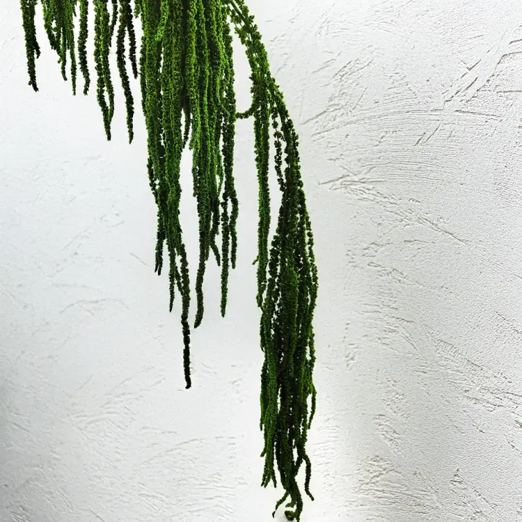 Szarłat zielony IT 3.png