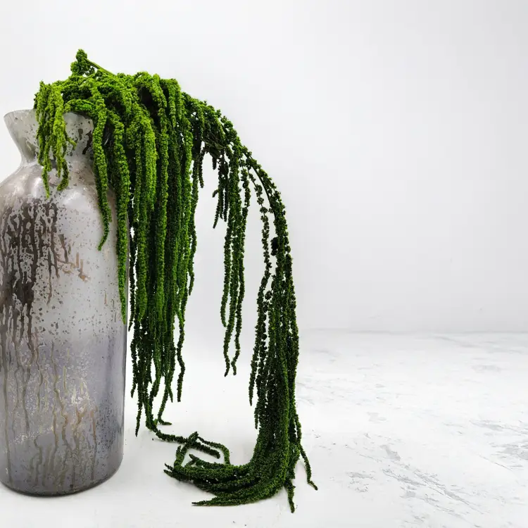 Szarłat zielony IT 2.png