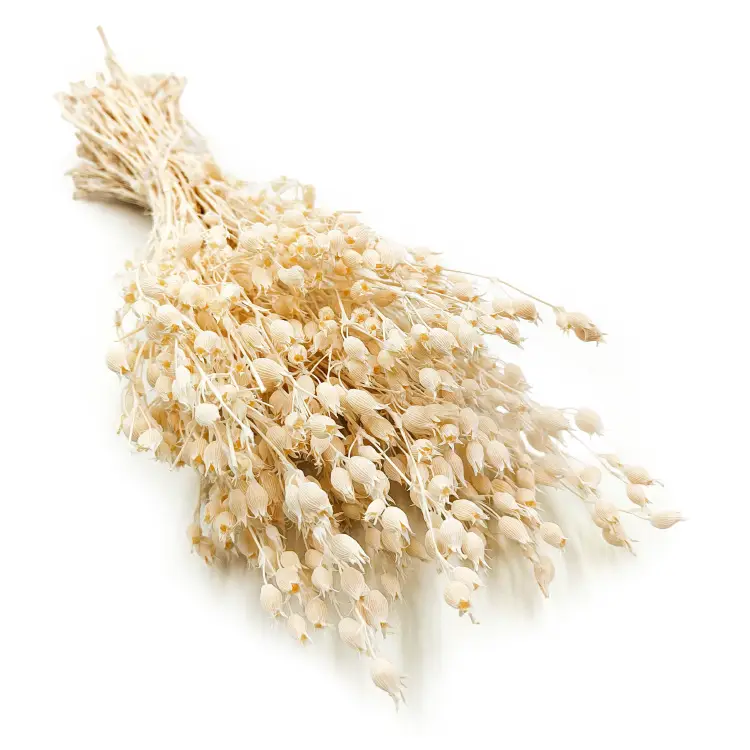 Silene Bielone 7.png