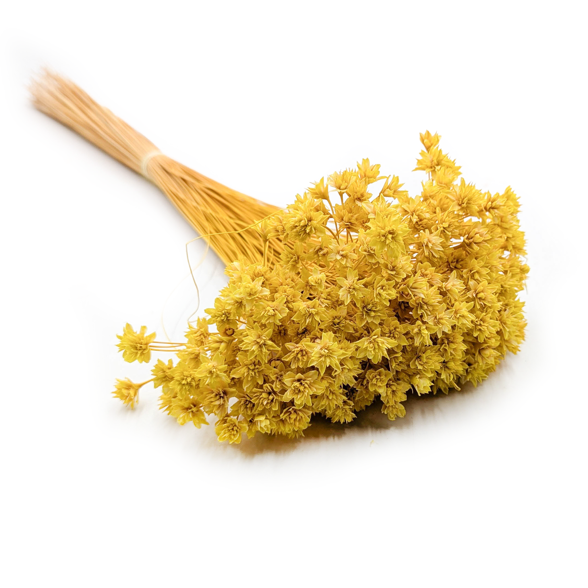 Hill Flower Dried - Yellow