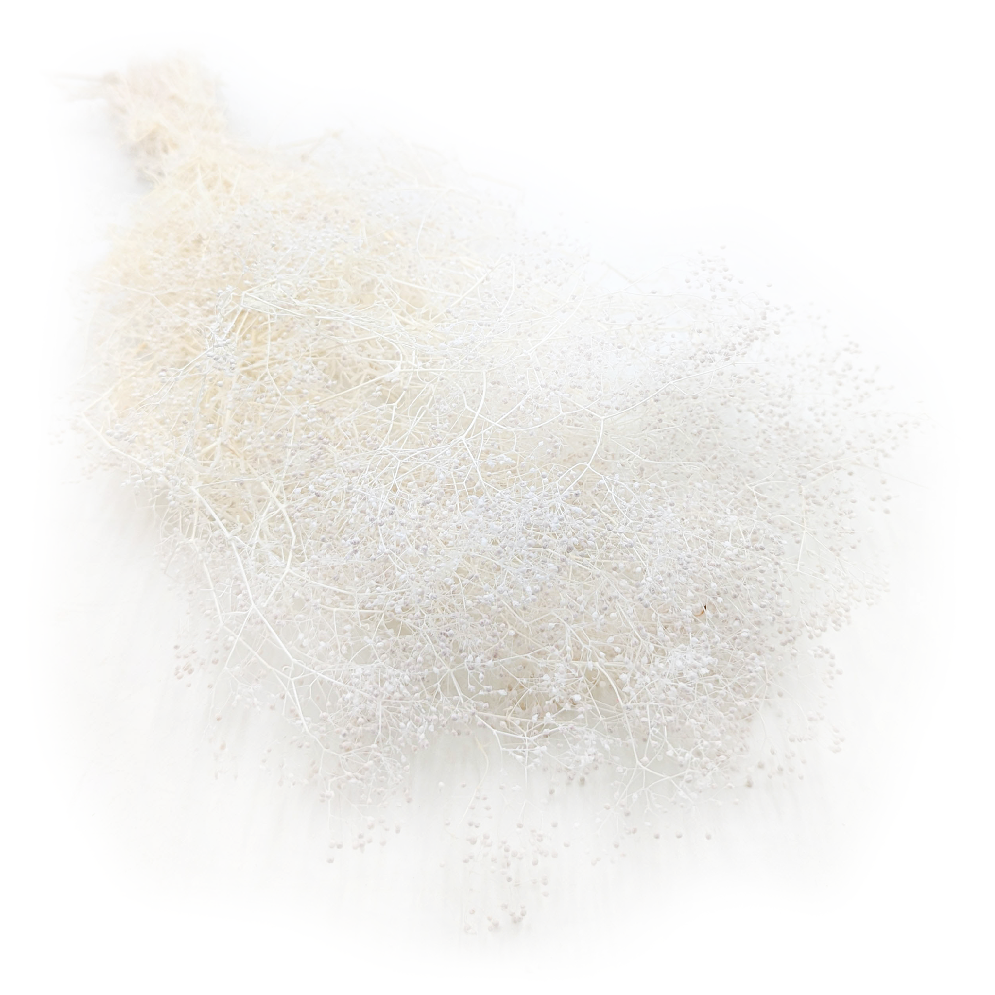 Preserved Small Gypsophila - Baby's Breath - Bleached