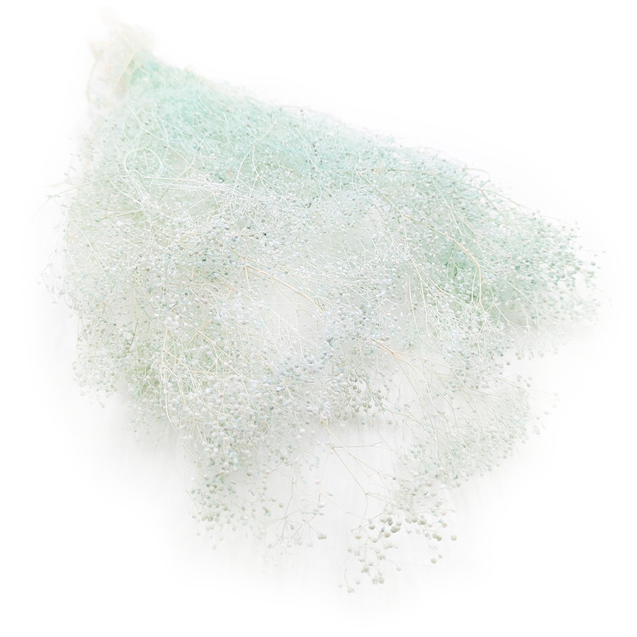 Preserved Small Gypsophila - Baby's Breath - Mint