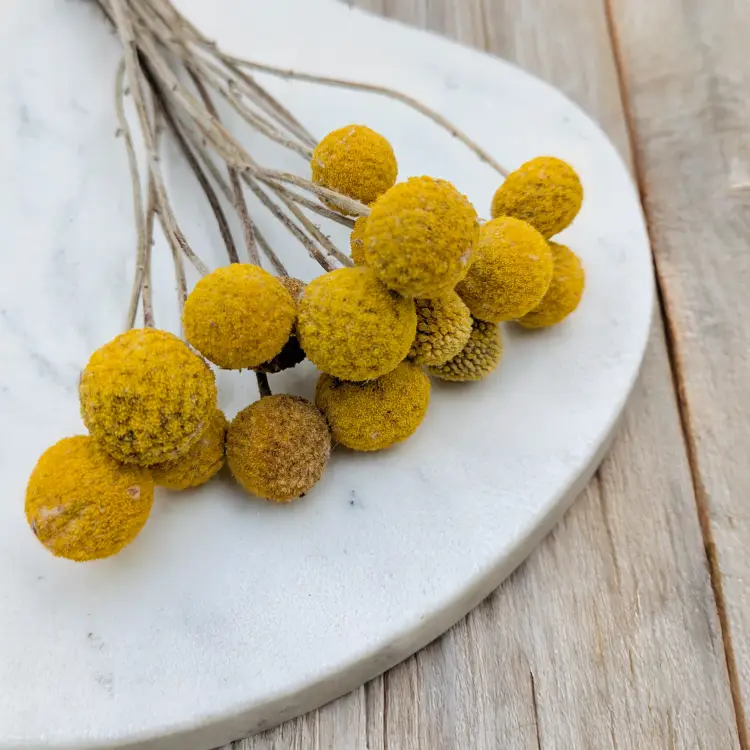 Craspedia żółta IT 3.png