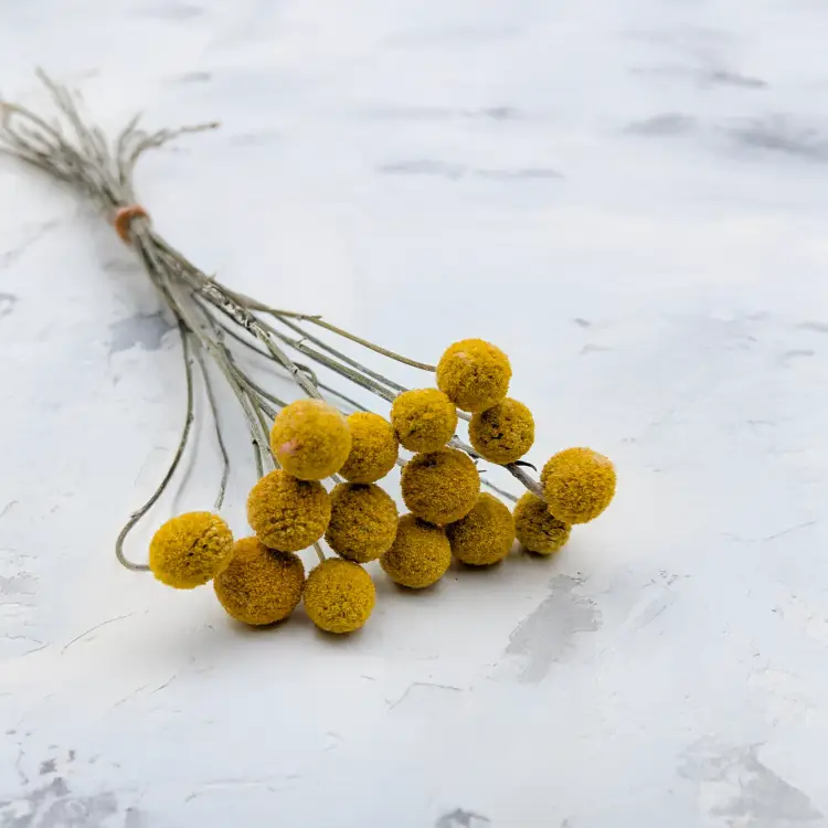 Craspedia żółta PL.png