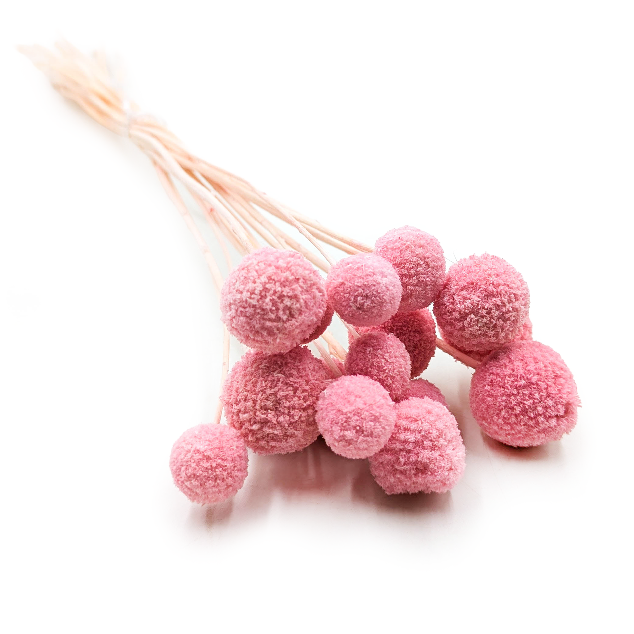 Lila Craspedia - (Natural Extra Craspedia) - Bouquet of 15pcs