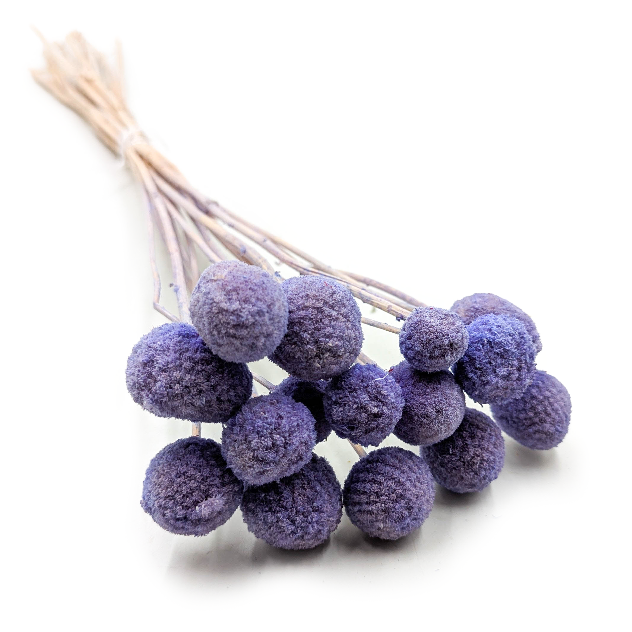 Dried Craspedia (Craspedia Extra) – Lavender – Bouquet of 15 Stems