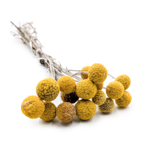 Yellow Craspedia - (Natural Extra Craspedia) - Bouquet of 15pcs