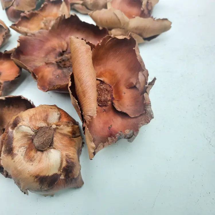 Palm Cup Natural paczka.png