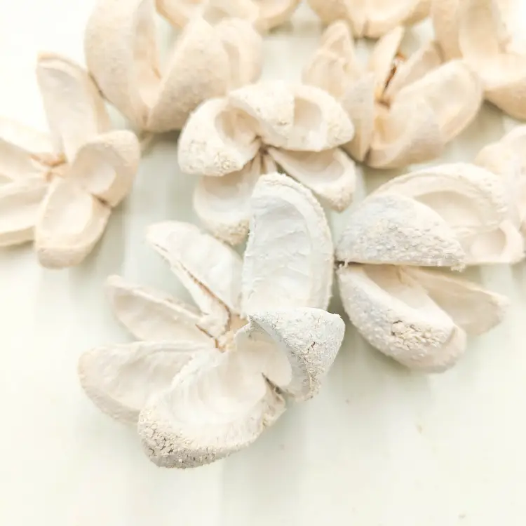 2Wild Orange Bielone 10pcs 1.png