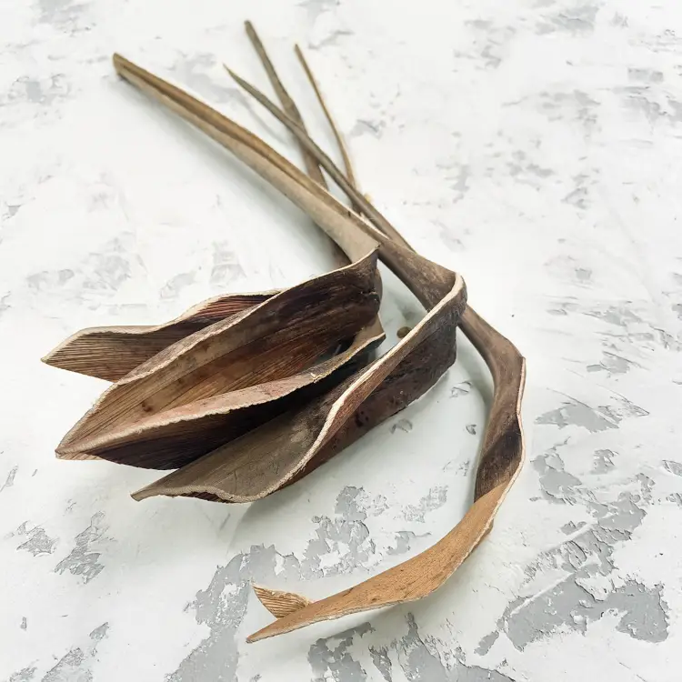 Shoe Horn Natural Dried 1.png