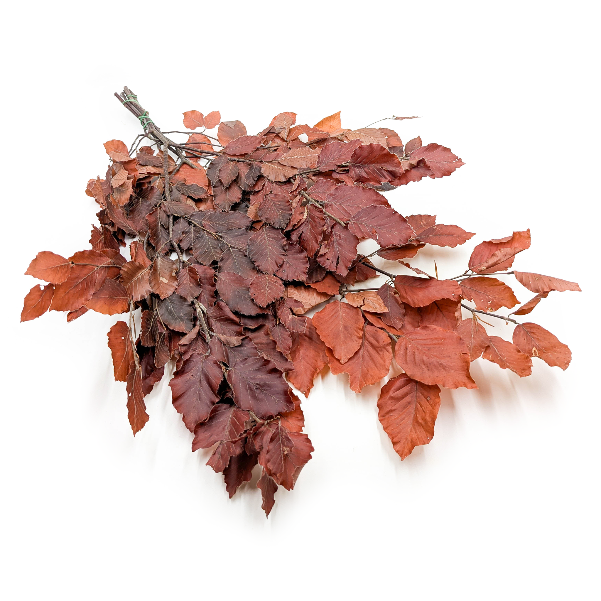 Preserved Beech (Faggio) – Red – 150g