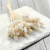 Phalaris Extra bleached 2.png