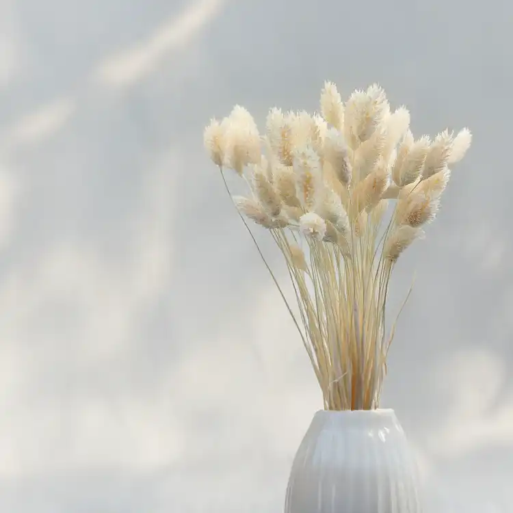 Phalaris Extra bleached 4.png