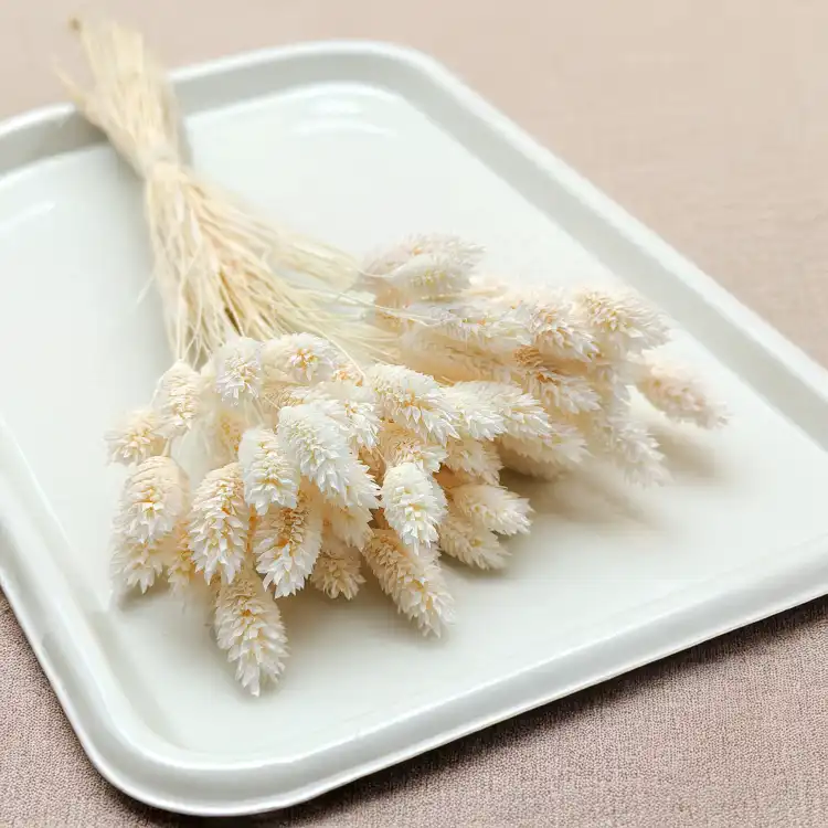 Phalaris Extra bleached 7.png