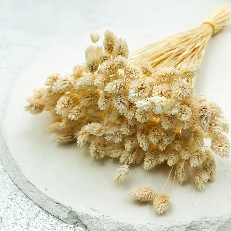 Phalaris Kanar susozny bielony 3.png