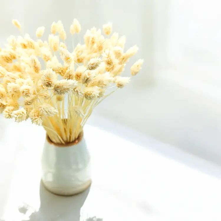 Phalaris Kanar susozny bielony 1.png