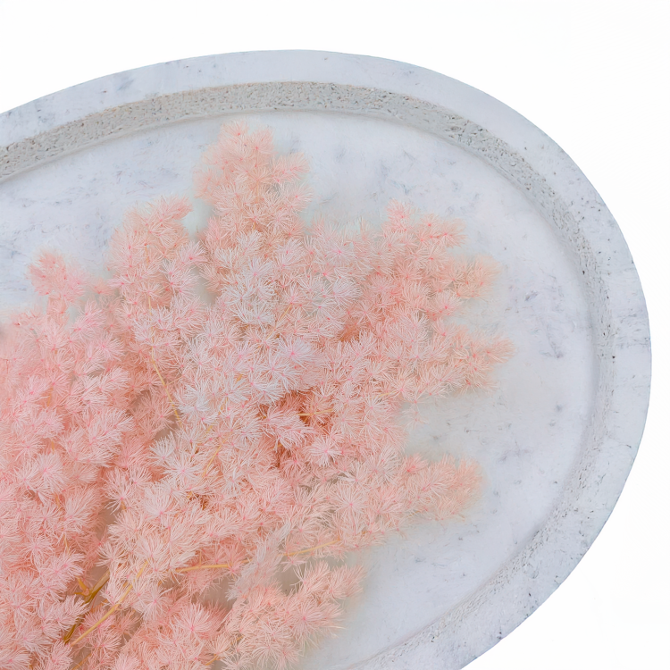 Asparagus Ming Fern pastelowy róż ES 2.png