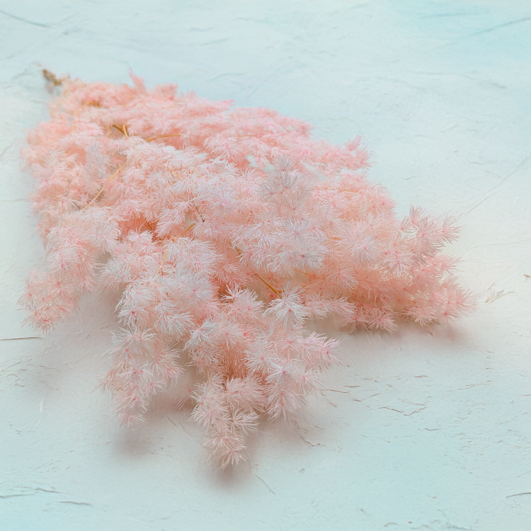 Asparagus Ming Fern pastelowy róż ES.png