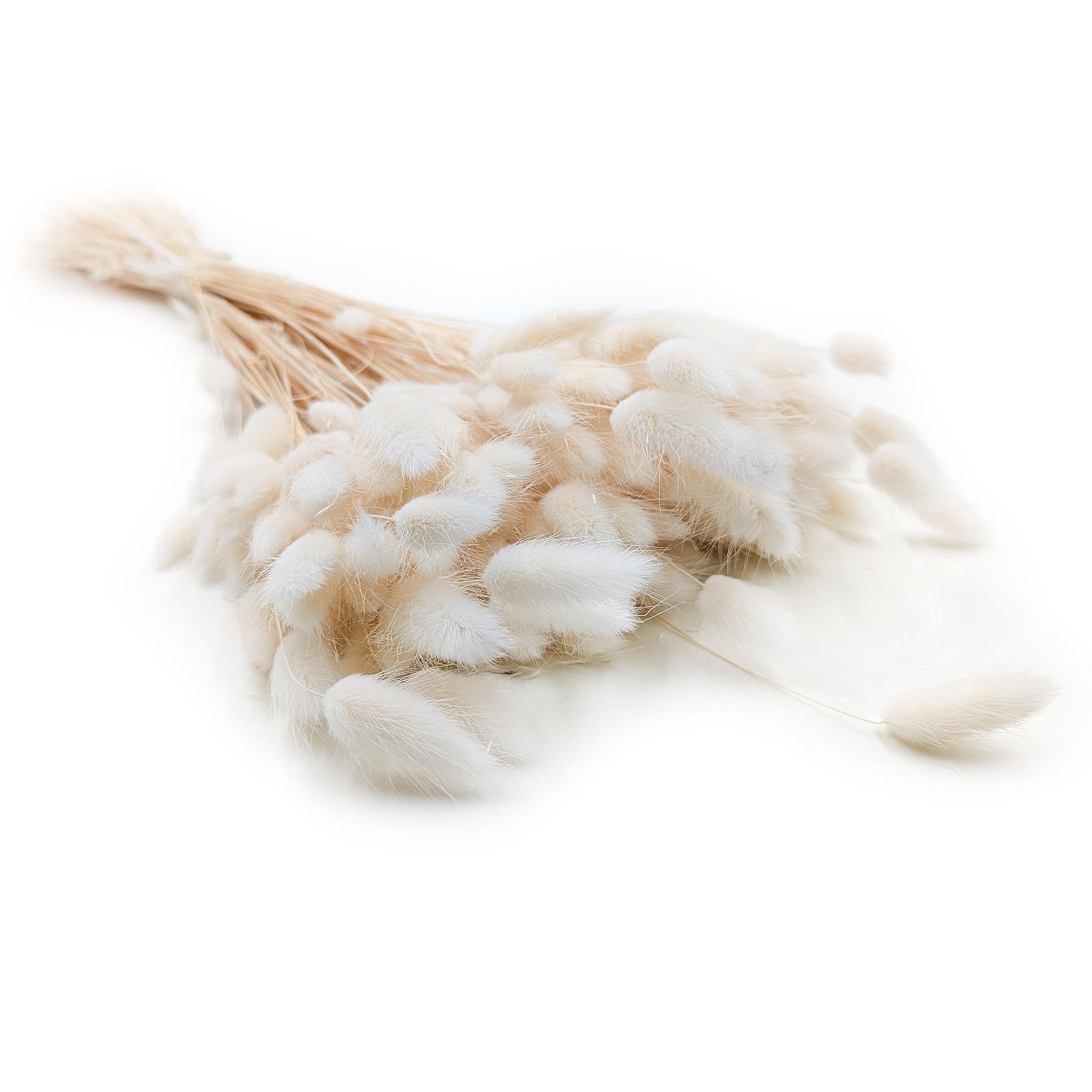 Dried Bunny Tails (Lagurus) - Biscuit Bleached