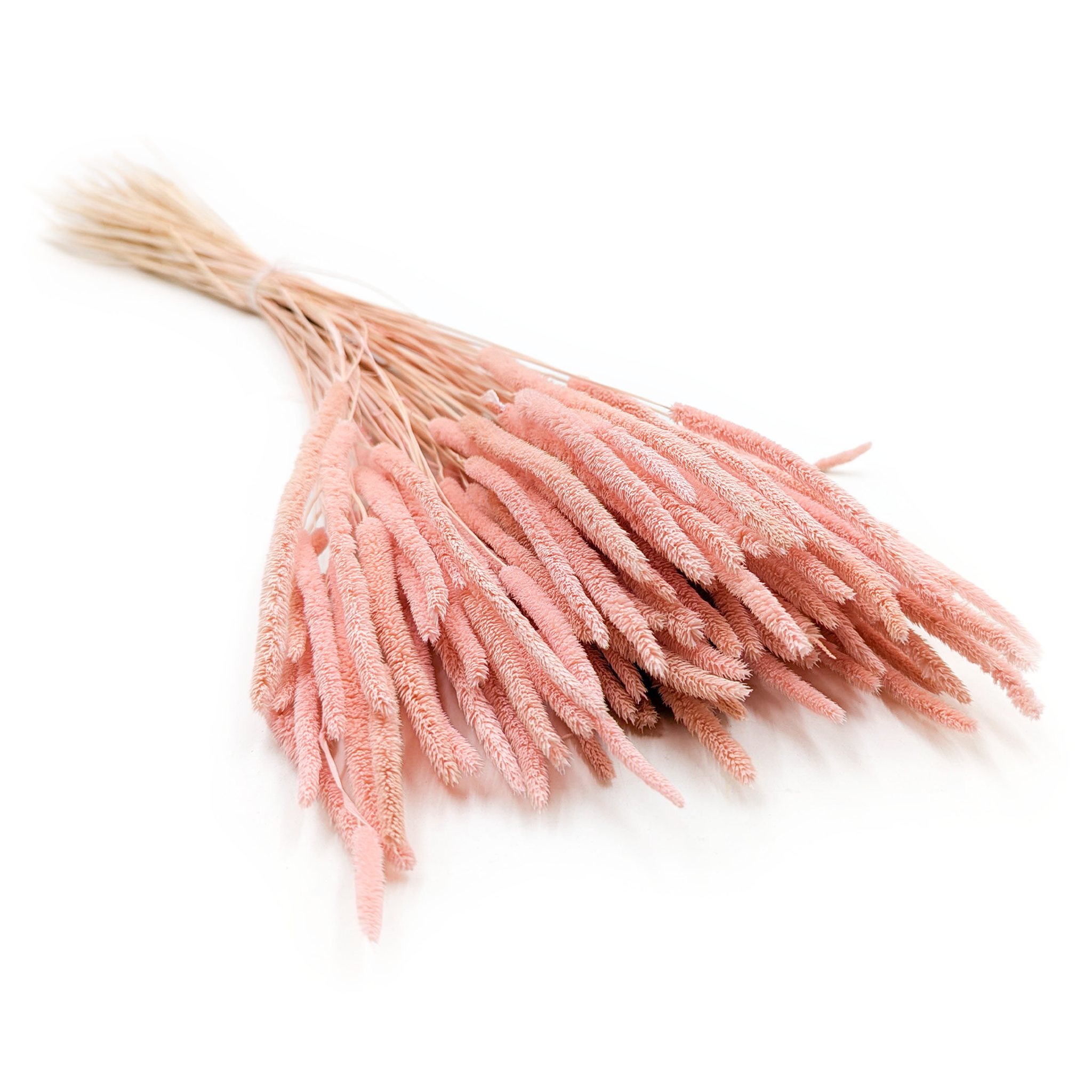 Dried Timothy Grass - Pearl Pink
